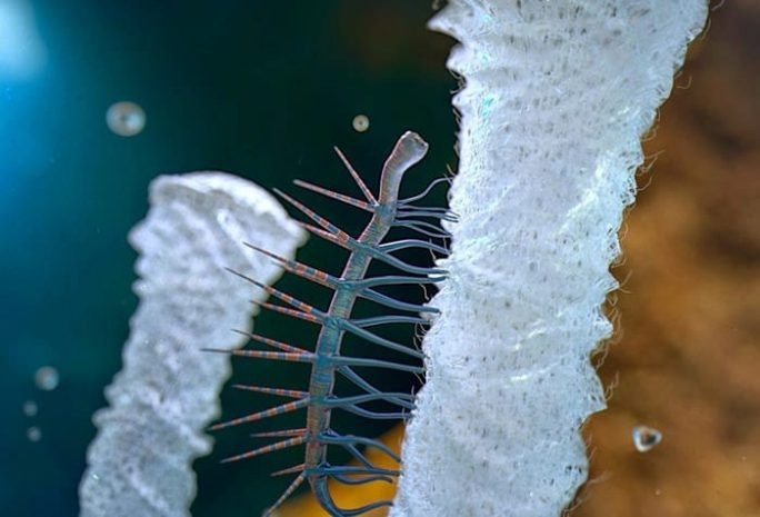 Древний червь обрел свое место в эволюционной цепочке видов