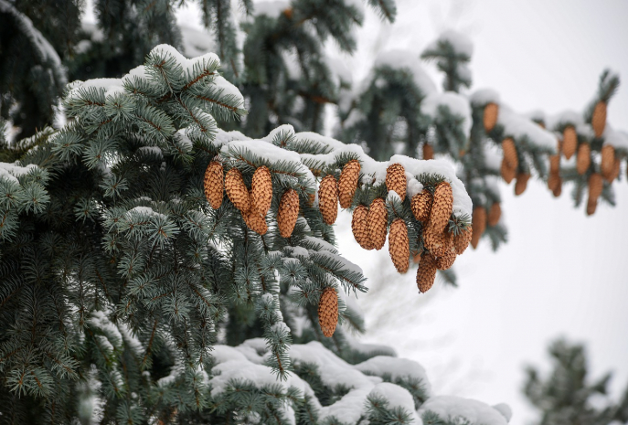 Снег пройдет на западе и юго-востоке Казахстана