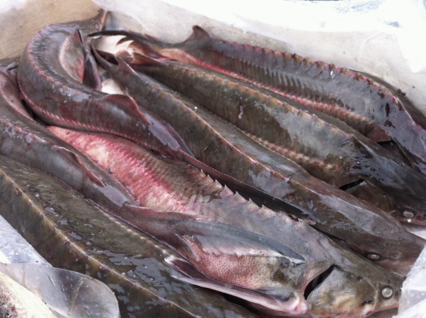 Пограничники изъяли порядка двух центнеров рыбы на Каспии