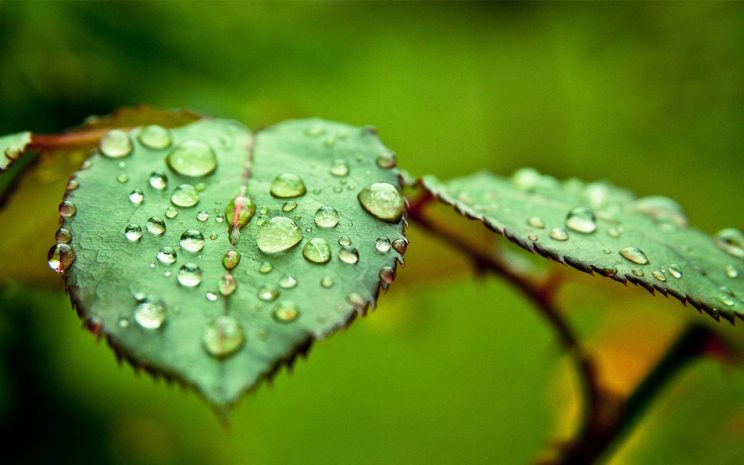 Дожди ожидаются на севере и западе Казахстана