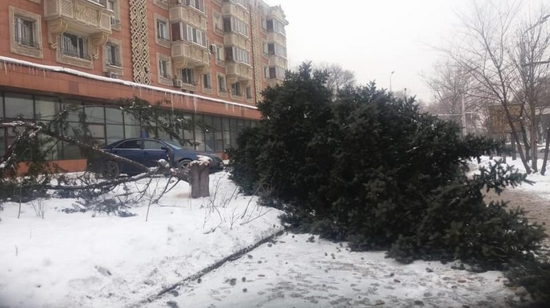 За сруб двух деревьев на проспекте Райымбека мужчина высадит 20