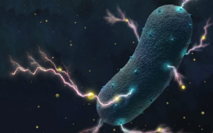 «Живые» батарейки создали ученые из Германии