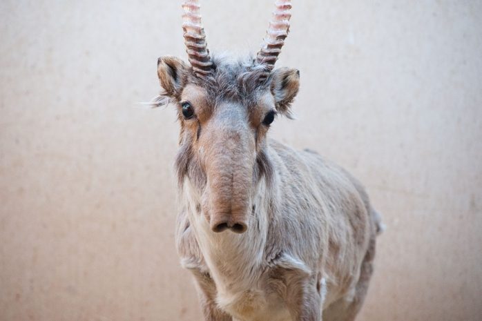 Осужден мужчина, застреливший сайгаков на водопое в ЗКО