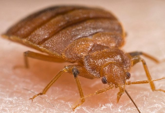 Постельные клопы старше динозавров