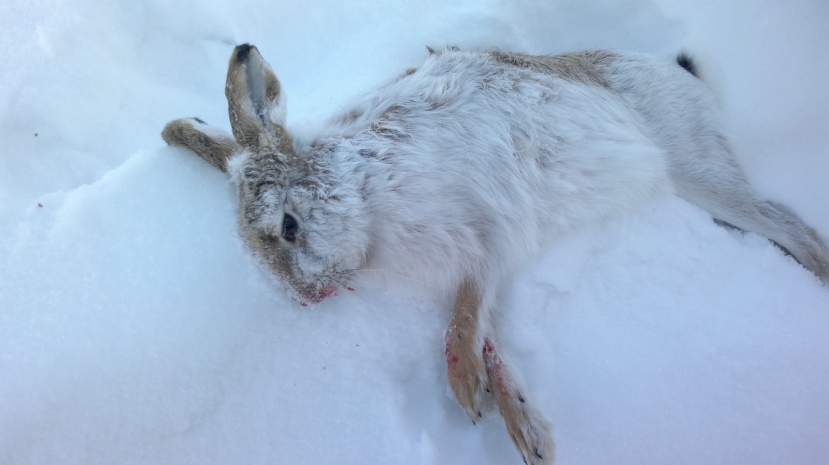 Пятеро природоохранников Казалинска подозреваются в браконьерстве