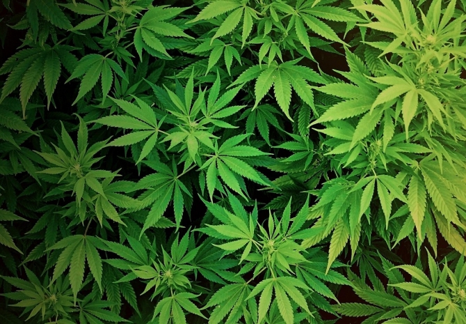 Около 150 килограммов марихуаны изъяли у владельца фазенды в Шу