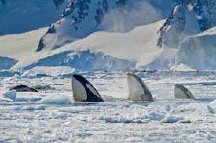 Близ Сахалина во льдах зажало трех взрослых косаток и детеныша