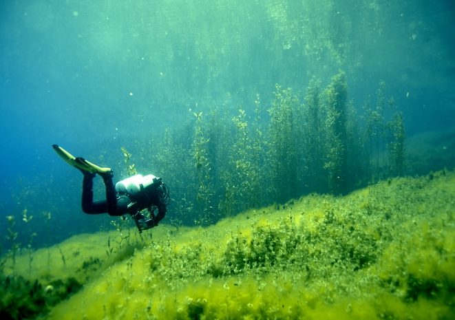 Биологи из Англии восстанавливают морские луга, поглощающие углерод