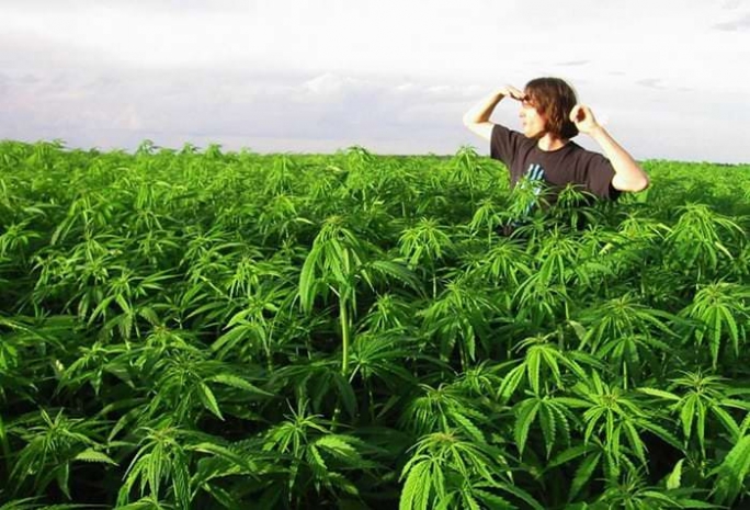Ученые исследовали долгосрочное воздействие марихуаны на мозг