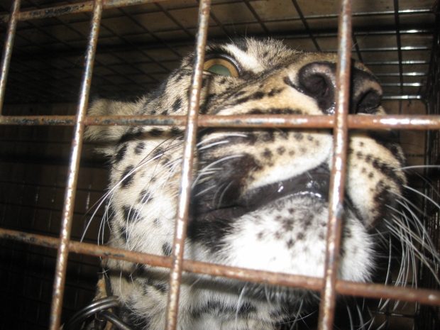 Змей, леопардов и пуму попытался провезти в Казахстан россиянин