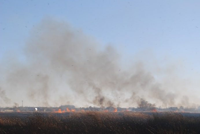 Гектары камыша горели в Петропавловске (ФОТО)