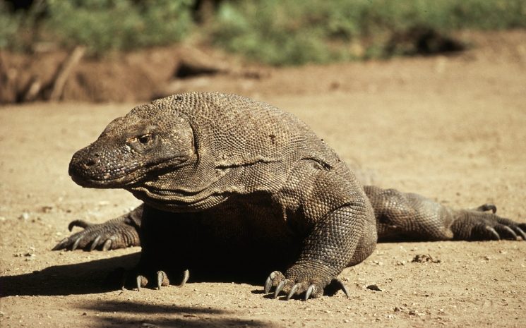 Озверевший ящер растерзал собаку и покалечил ее хозяина в Австралии