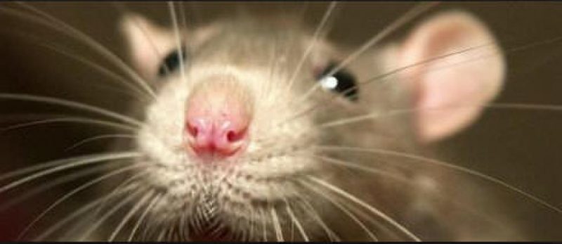 Крыса напала на ребенка в Актобе