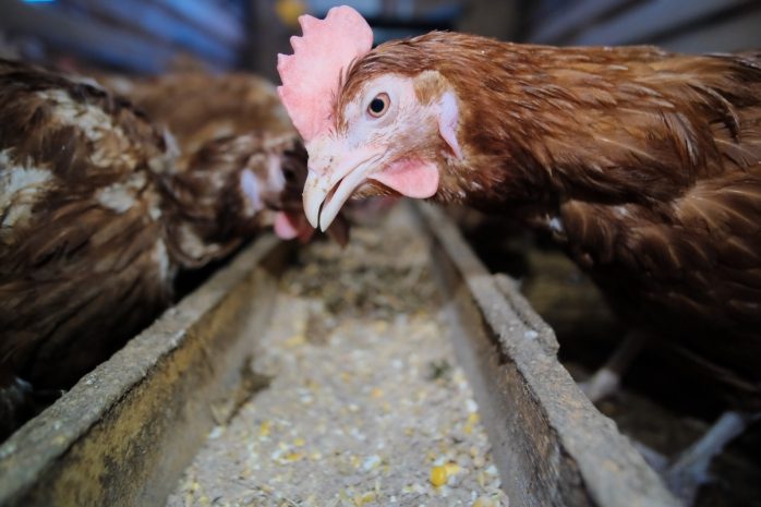 Россия ограничила ввоз мяса птицы из Северного Казахстана