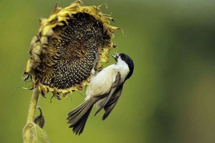 Семена, которые заменяют витамины