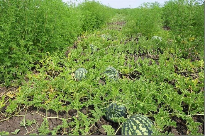 Арбузно-дынные поля в Приуралье стали десертом для саранчи
