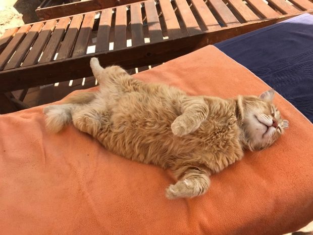 Погибшего под колесами кота-блогера пришли хоронить сотни животных