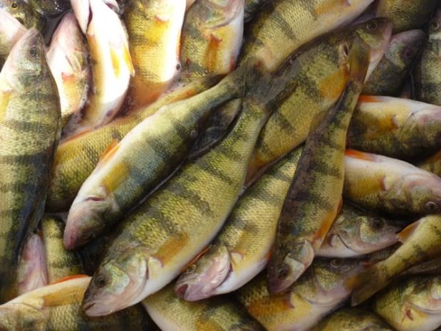 Браконьер в РК наловил центнер рыбы, занесенной в Красную книгу