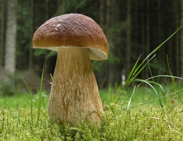 Испания приглашает на грибной фестиваль