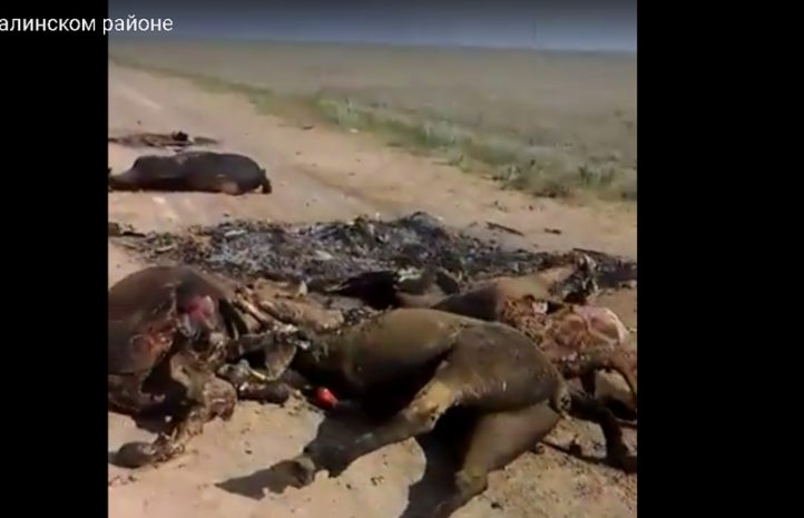 На трассе ЗКО сгорел большегруз с лошадьми