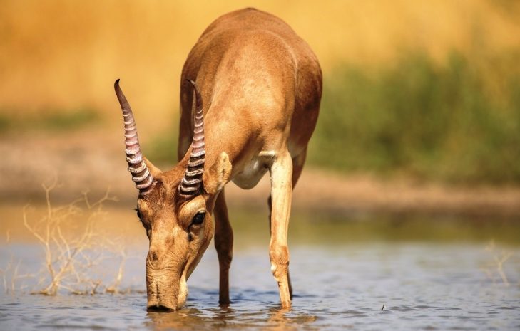 В Казахстане планируют пересмотреть механизм регулирования численности сайгаков