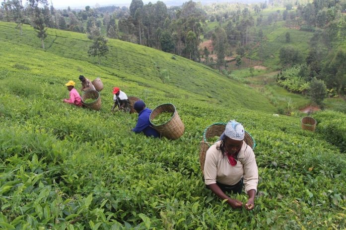 Засуха уничтожает урожай ведущего в мире экспортера черного чая