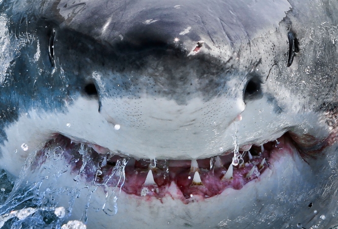 На пляже в Сиднее белая акула атаковала пожилую женщину
