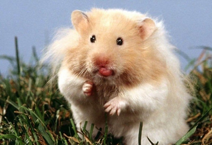 Похороненный в клумбе хомяк вернулся домой на следующий день