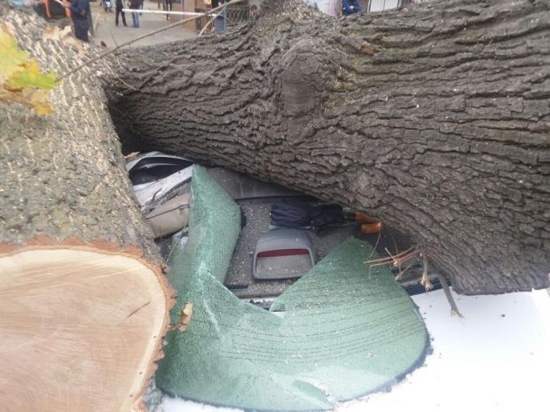 В Алматы на автомобиль упало дерево (ФОТО)