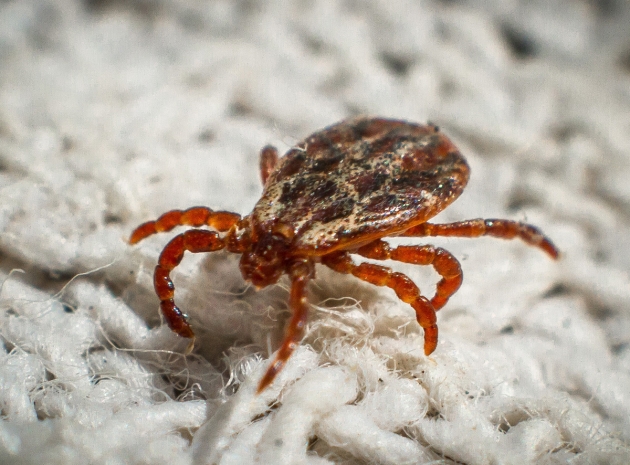 Клещи проснулись в Усть-Каменогорске