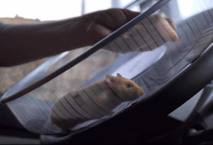 Хомяка научили водить самосвал Volvo