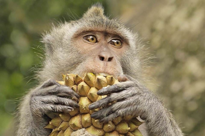 Фрукты сделали из обезьяны человека