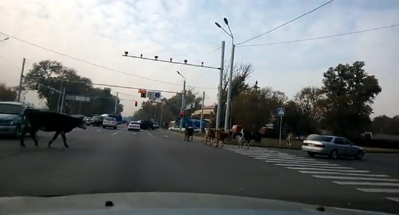 По южной столице снова гуляет домашний скот. ВидеоЭксклюзив