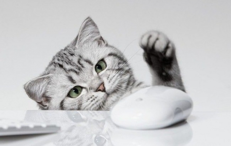 Японцам платят премии за кошек в офисах