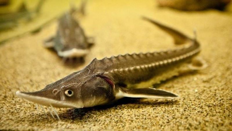 Все прикаспийские страны запретят вылов осетровых