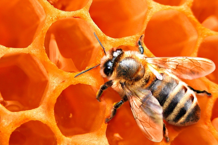 Народные приметы: Савватий-пчеловод