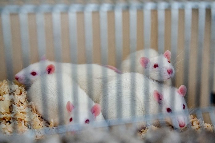 Ученые нашли средство от коронавирусов будущего