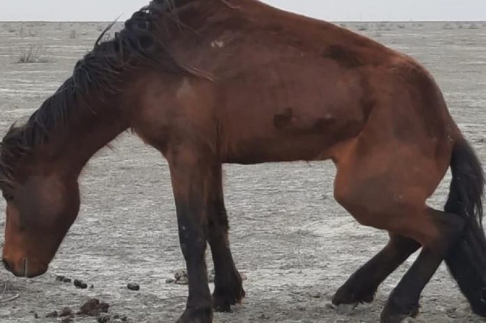 Что стало причиной массового падежа скота в Атырауской области