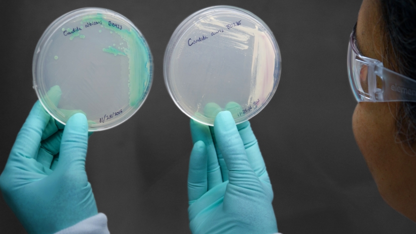 Группа ученых зафиксировала распространение по Земле смертельного паразита