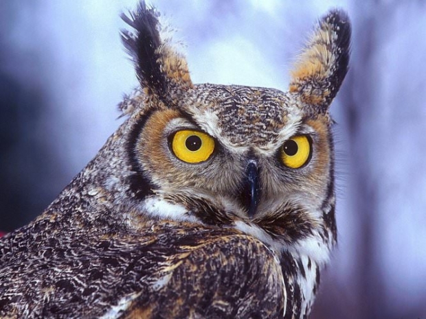 8 апреля в Алматы отметят международный день птиц