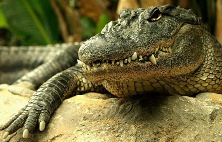 Крокодил пострадал после падения на него тучного бухгалтера