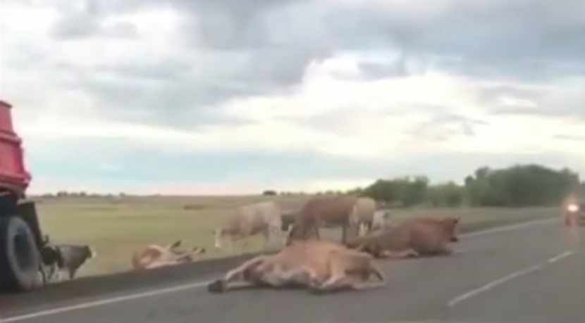 КАМАЗ сбил 11 коров на трассе Павлодар – Омск