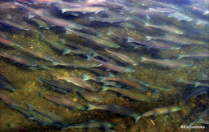Казахстан будет субсидировать племенное рыбоводство