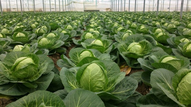 Вопрос с экспортом капусты прокомментировали в Минсельхозе Казахстана