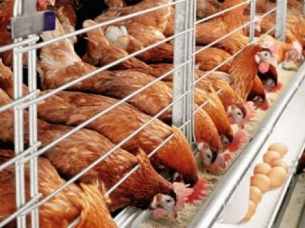 Птицефабрики РК получат более 215 тыс тонн зерна по низким ценам