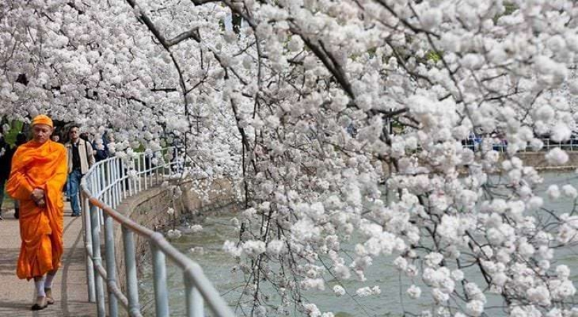 В Японии зацвела сакура