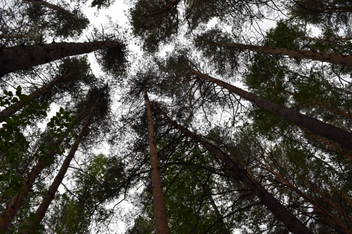 Сутки искали поссорившуюся со своим парнем в лесу девушку спасатели Риддера