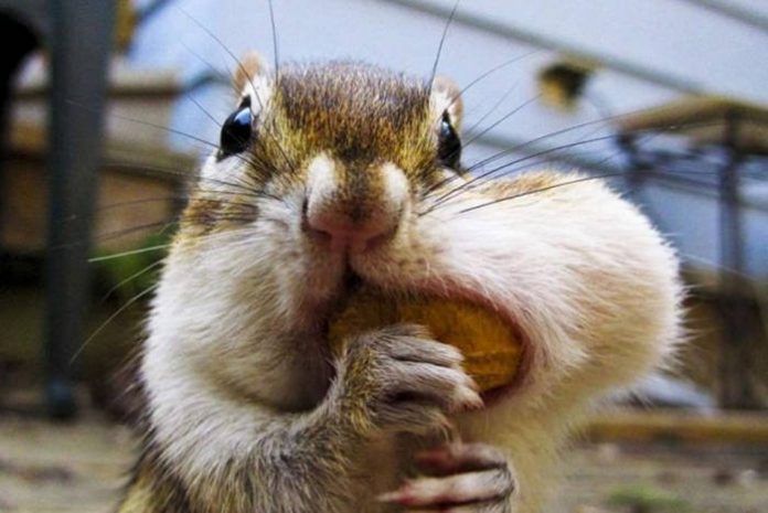 Бурундуки, которые знают, что орехов много не бывает