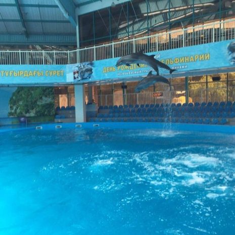 Дельфинарий Алматы обрел постоянное место