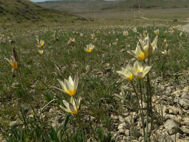 Настоящая весна пришла на юг Казахстана